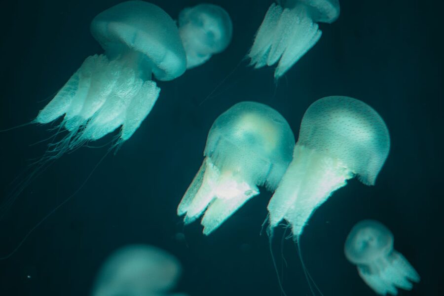 Glowing blue jellyfish floating in a dark underwater aquarium display