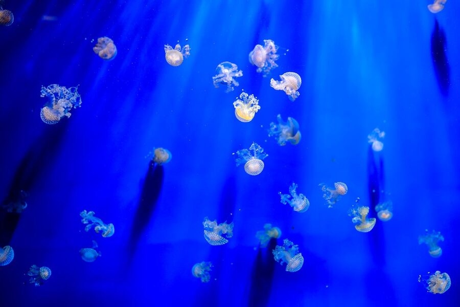 Translucent jellyfish floating gracefully in deep blue water inside an aquarium exhibit