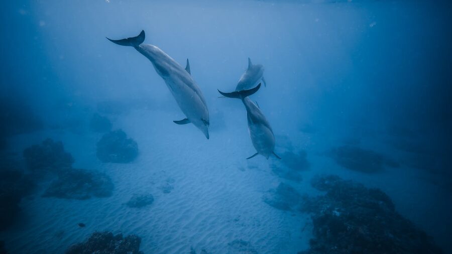 Two dolphins swimming near a sandy seabed in clear blue water