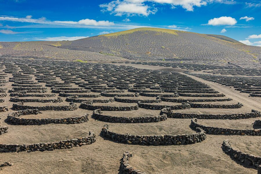 Distinctive circular stone walls protecting grapevines in volcanic ash at La Geria wine region Lanzarote