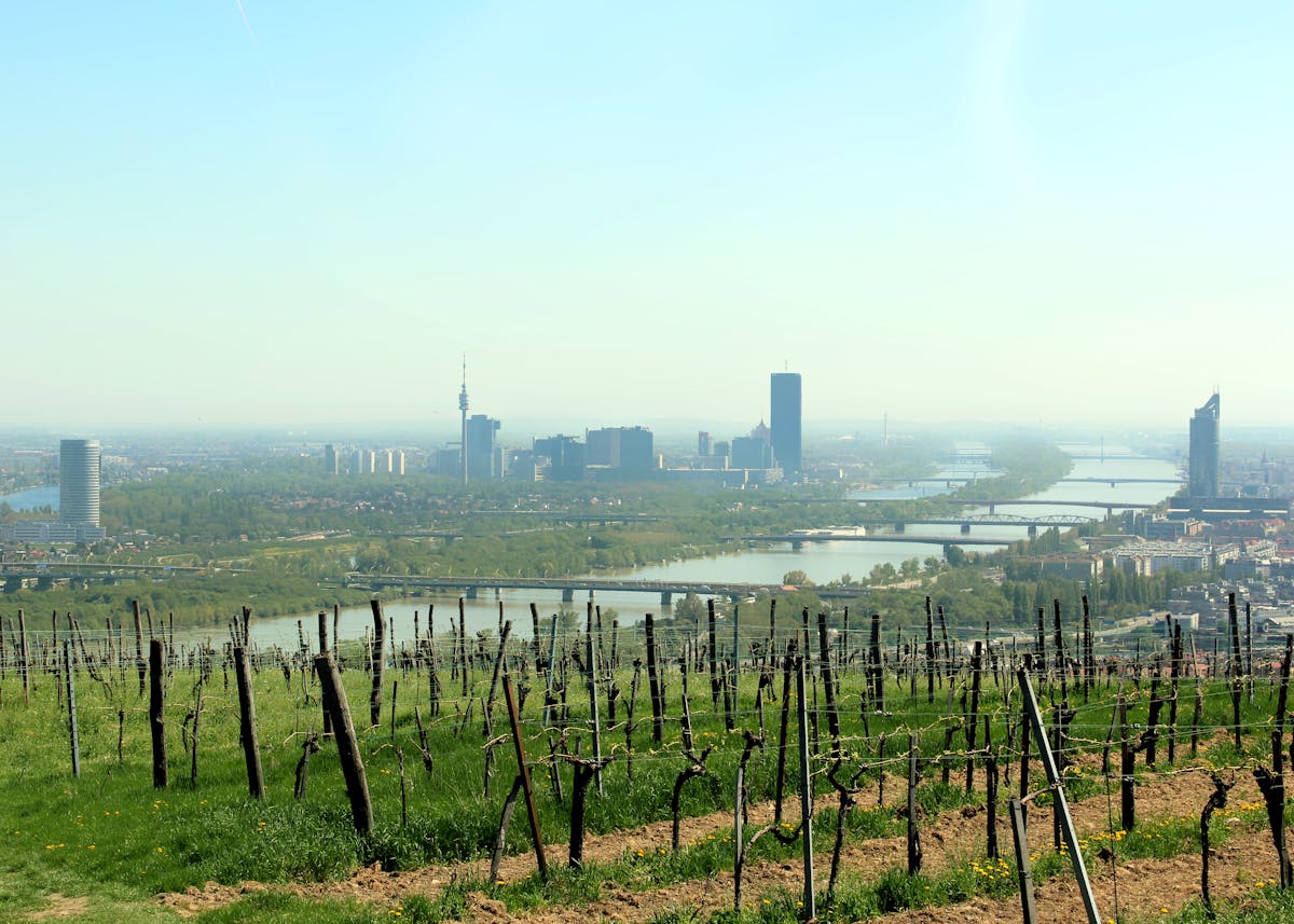 Vienna skyline with the Danube River visible from hillside vineyards in spring