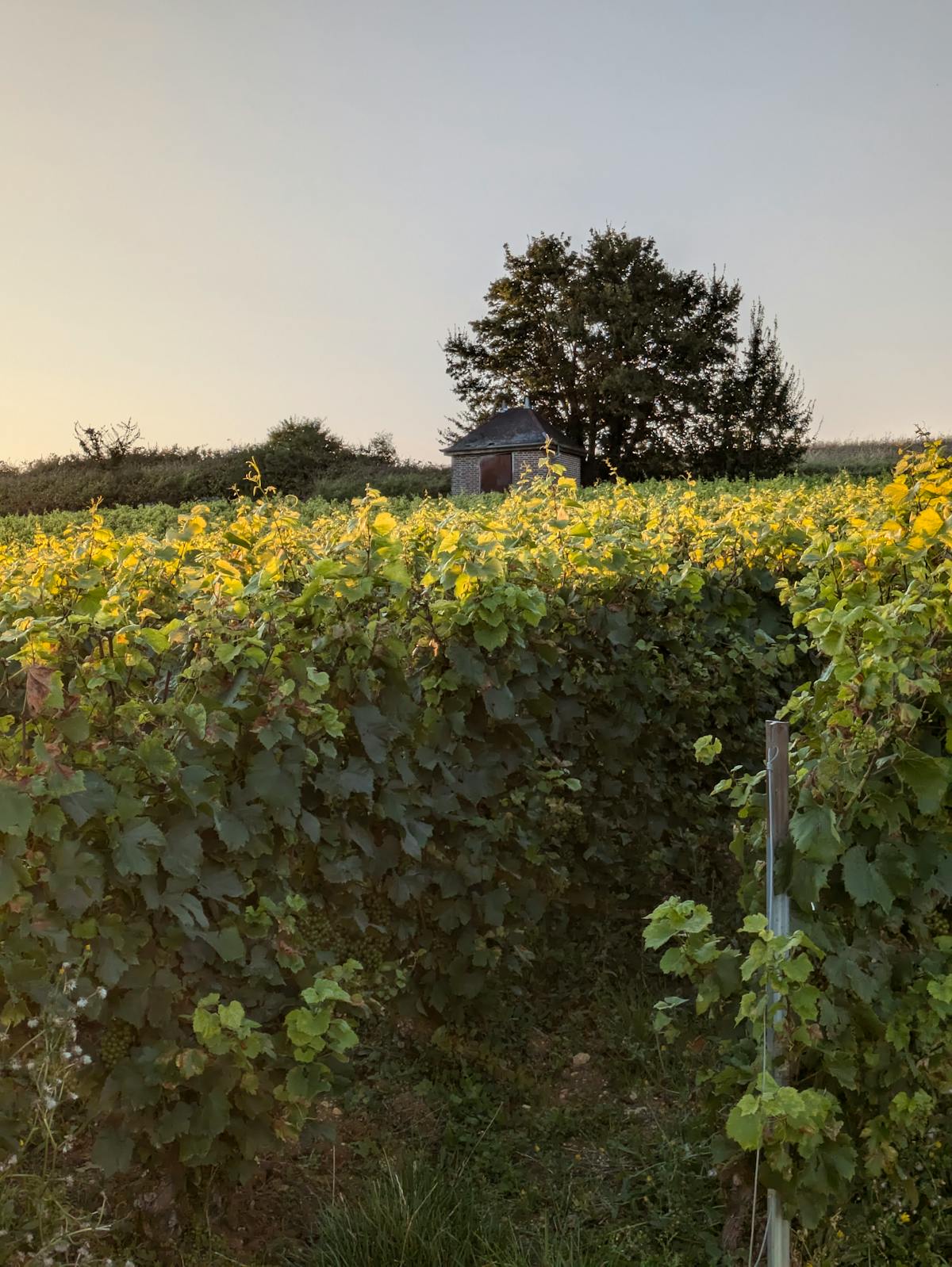Lush vineyard landscape under sunset in Montgueux, Grand Est, France