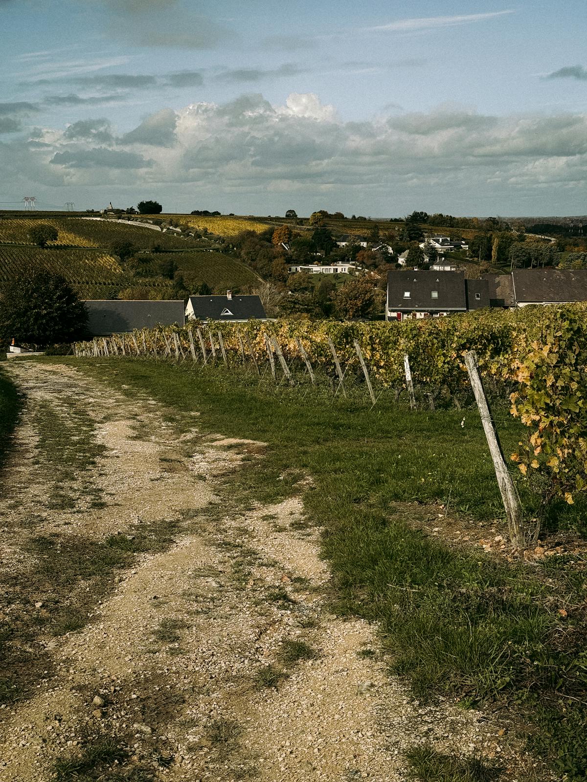 Scenic view of vineyards in France during autumn with picturesque rural landscape
