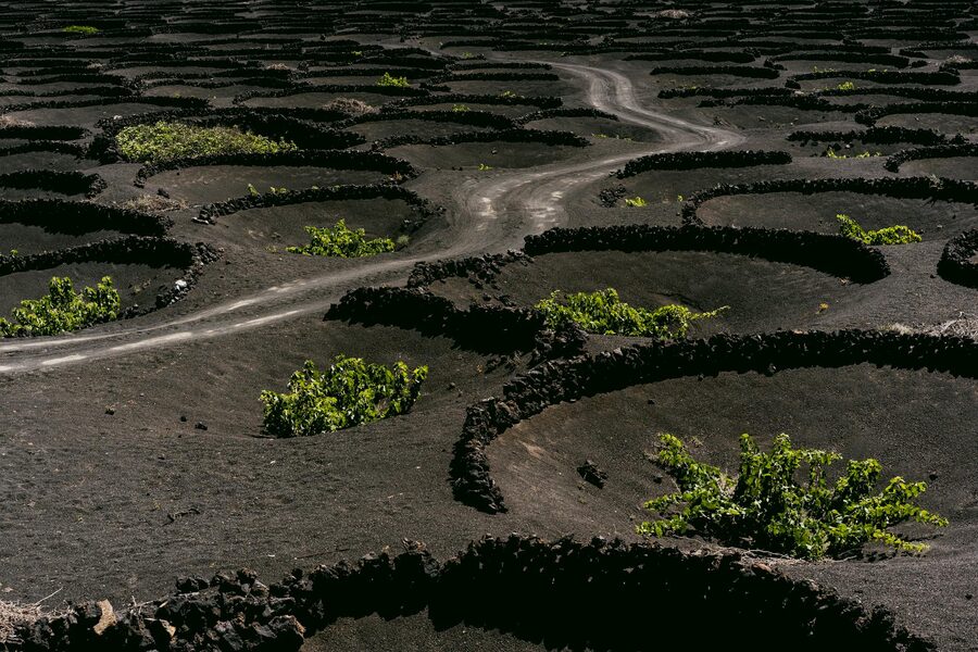 Aerial view of circular volcanic vineyard pits in black ash terrain at Lanzarote