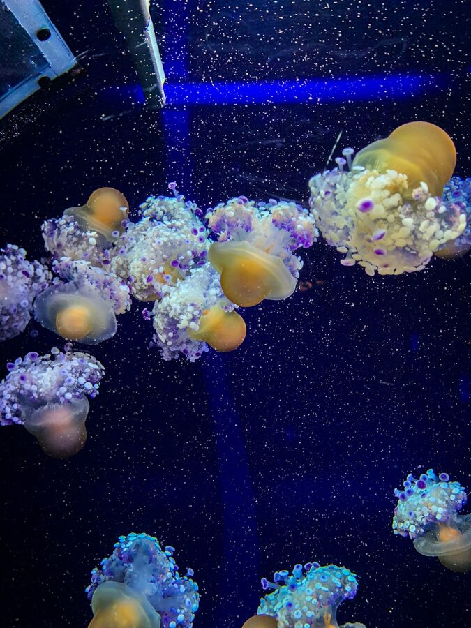 Glowing jellyfish floating in a dark aquarium tank lit with purple and blue UV lighting