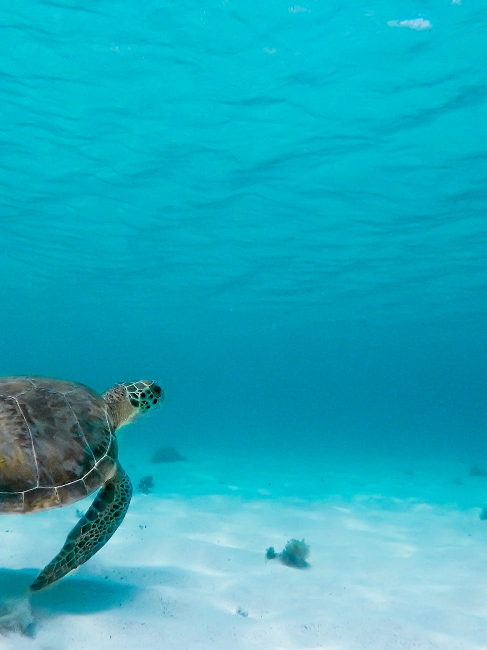 An underwater view of a green sea turtle gliding through deep blue ocean water