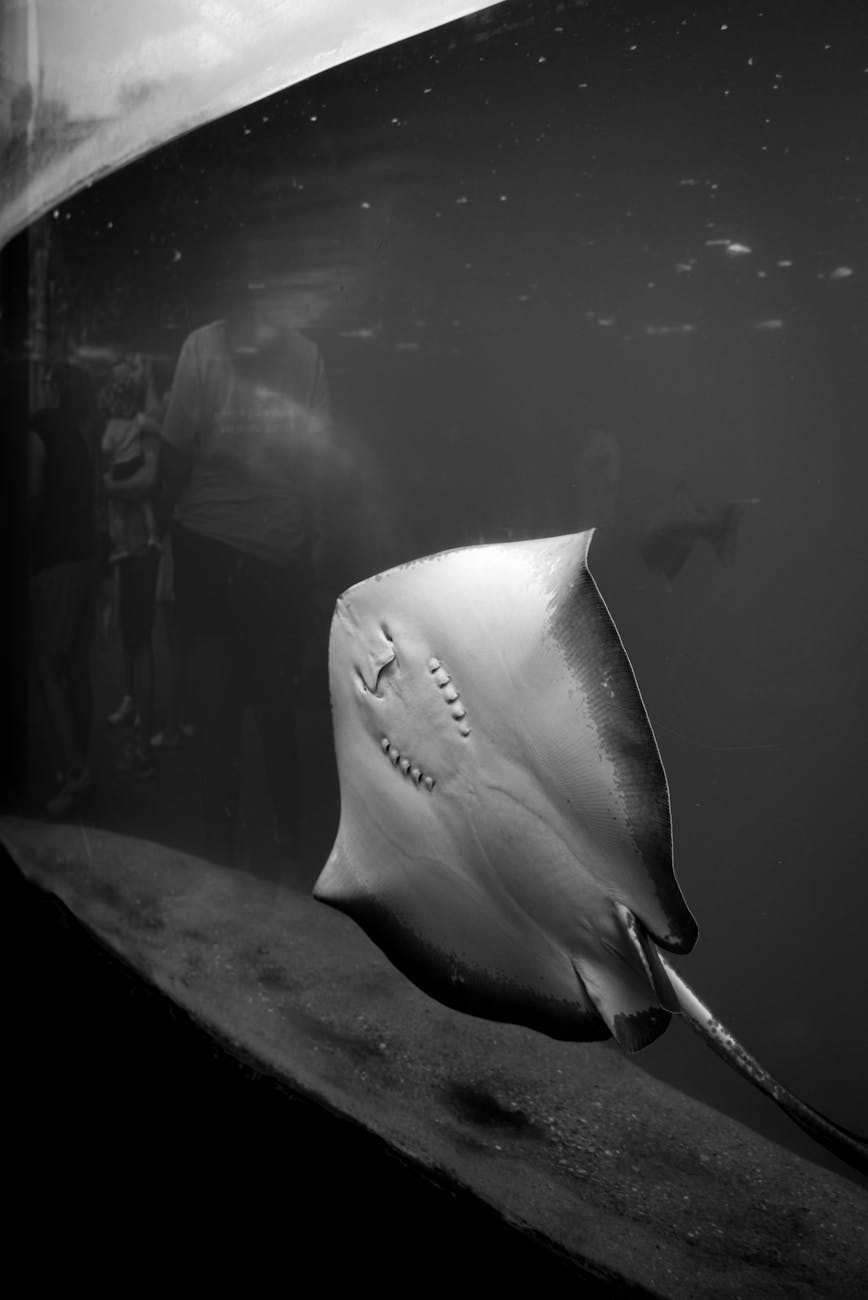 A stingray gliding across the sandy bottom of a large aquarium tank