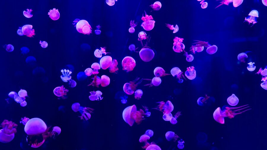 Purple and pink jellyfish floating serenely in a dark tank with soft colored lighting