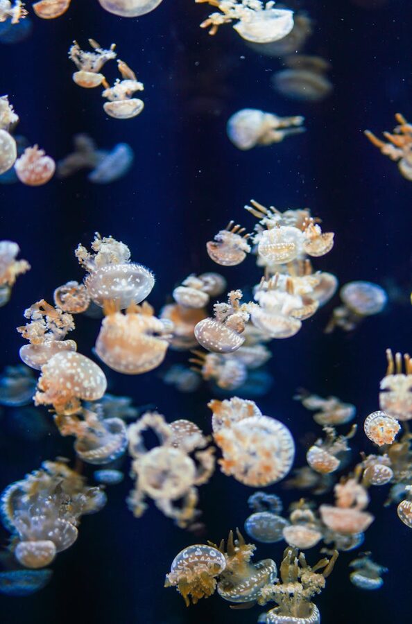 A school of blue and yellow tropical fish swimming in formation through clear water
