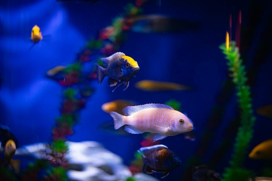 Colorful coral reef teeming with tropical fish in brilliant shades of orange, blue, and yellow