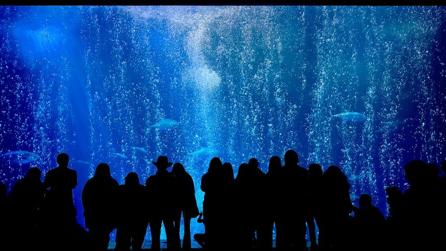 A family with young children gathered around an aquarium tank pointing at fish