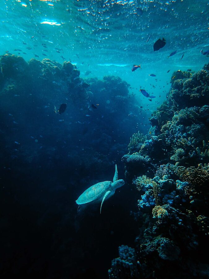 A sea turtle swimming alongside tropical fish in a sun-dappled aquarium tank