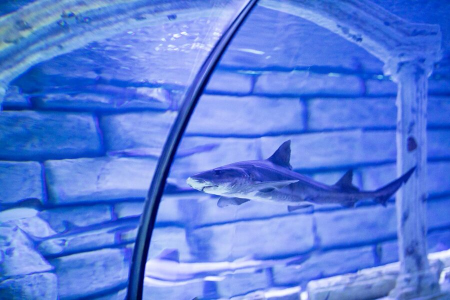 A shark swimming above the camera in blue ocean-like water with light filtering from the surface