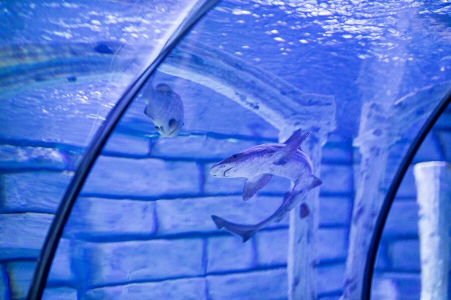 A large shark gliding through blue water in an aquarium tunnel as visitors watch from below