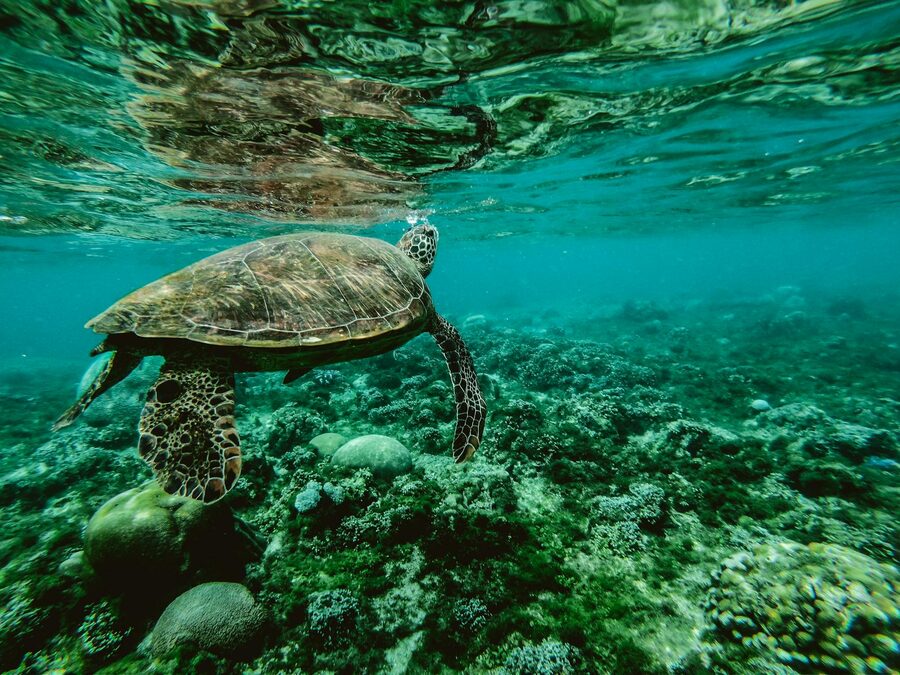 A sea turtle swimming gracefully through clear turquoise water above a sandy ocean floor
