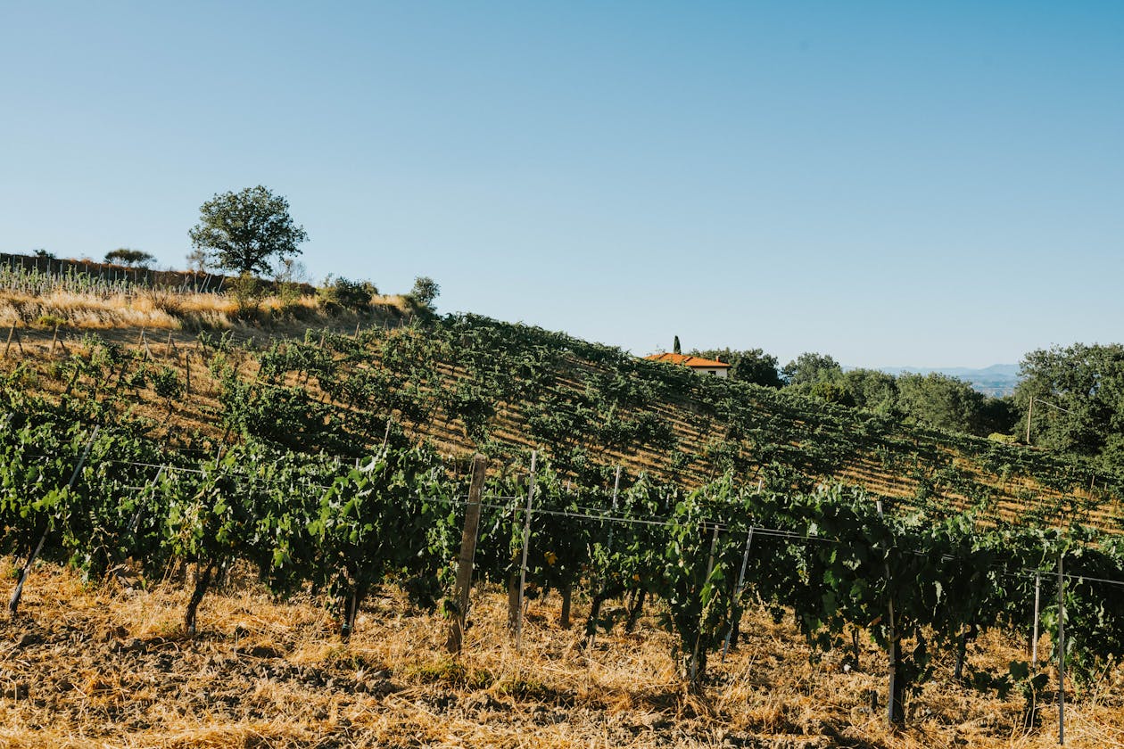 A vineyard in Tuscany stretching toward the horizon under a bright blue sky
