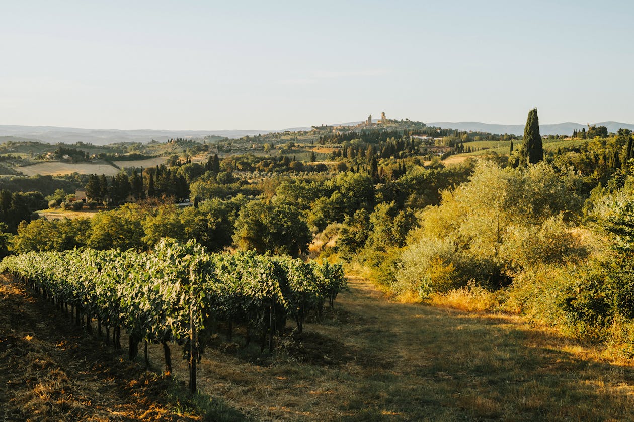 Golden sunset light washing over vineyard rows and gentle hills in Tuscany