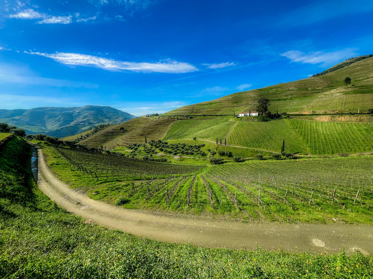 Sweeping panoramic view of Douro Valley vineyards stretching to the horizon