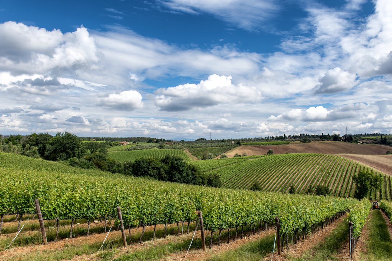 Dense green vineyard rows covering undulating hillsides in the Chianti region