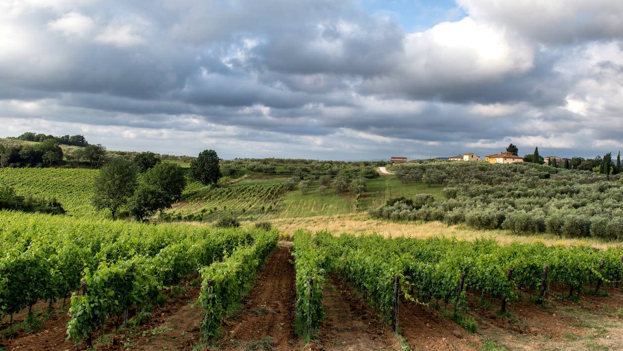 Rows of grapevines stretching across rolling Tuscan hills under a cloudy sky