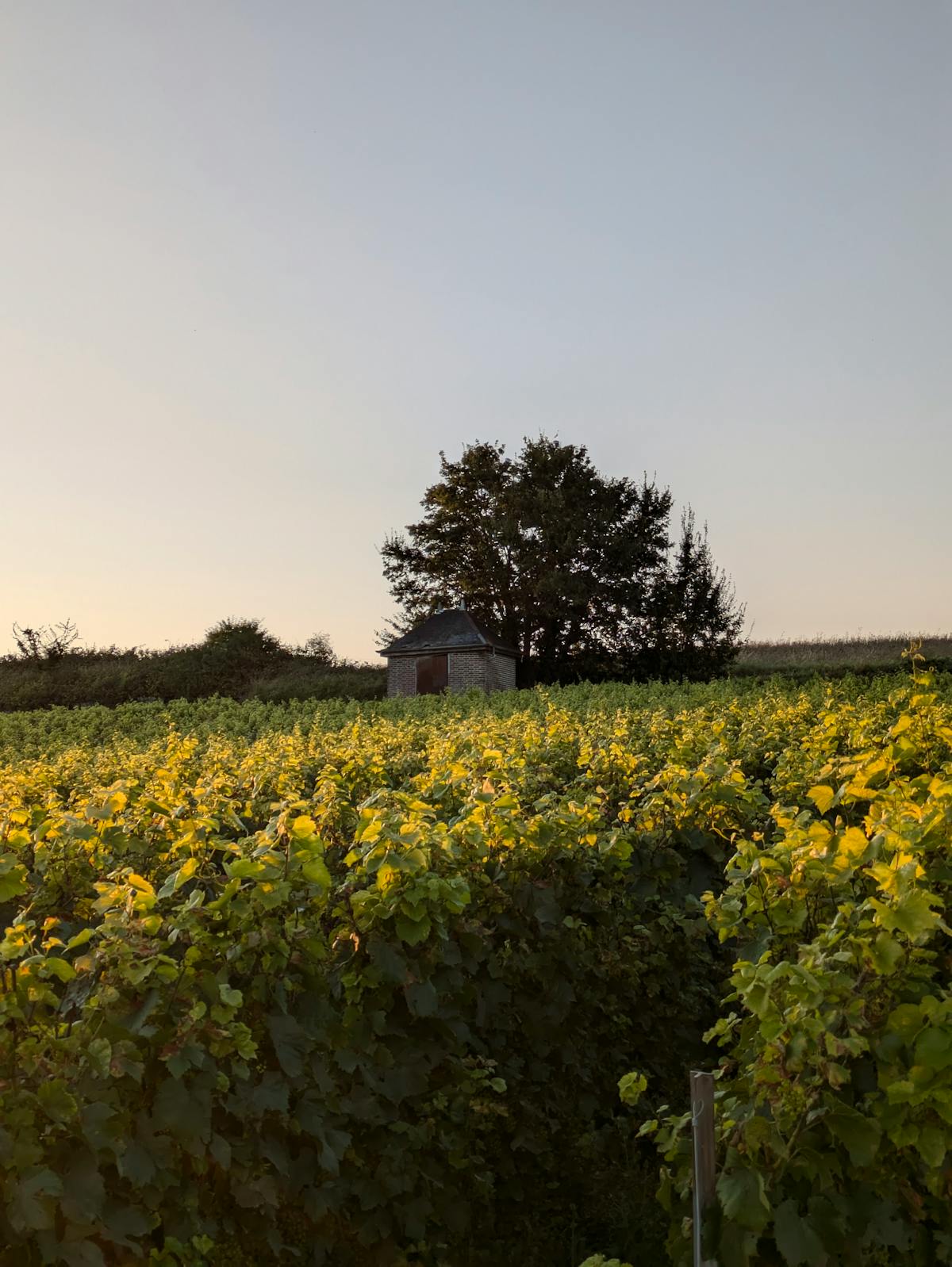 Golden sunset light illuminating neat rows of grapevines on rolling hills in the Champagne region