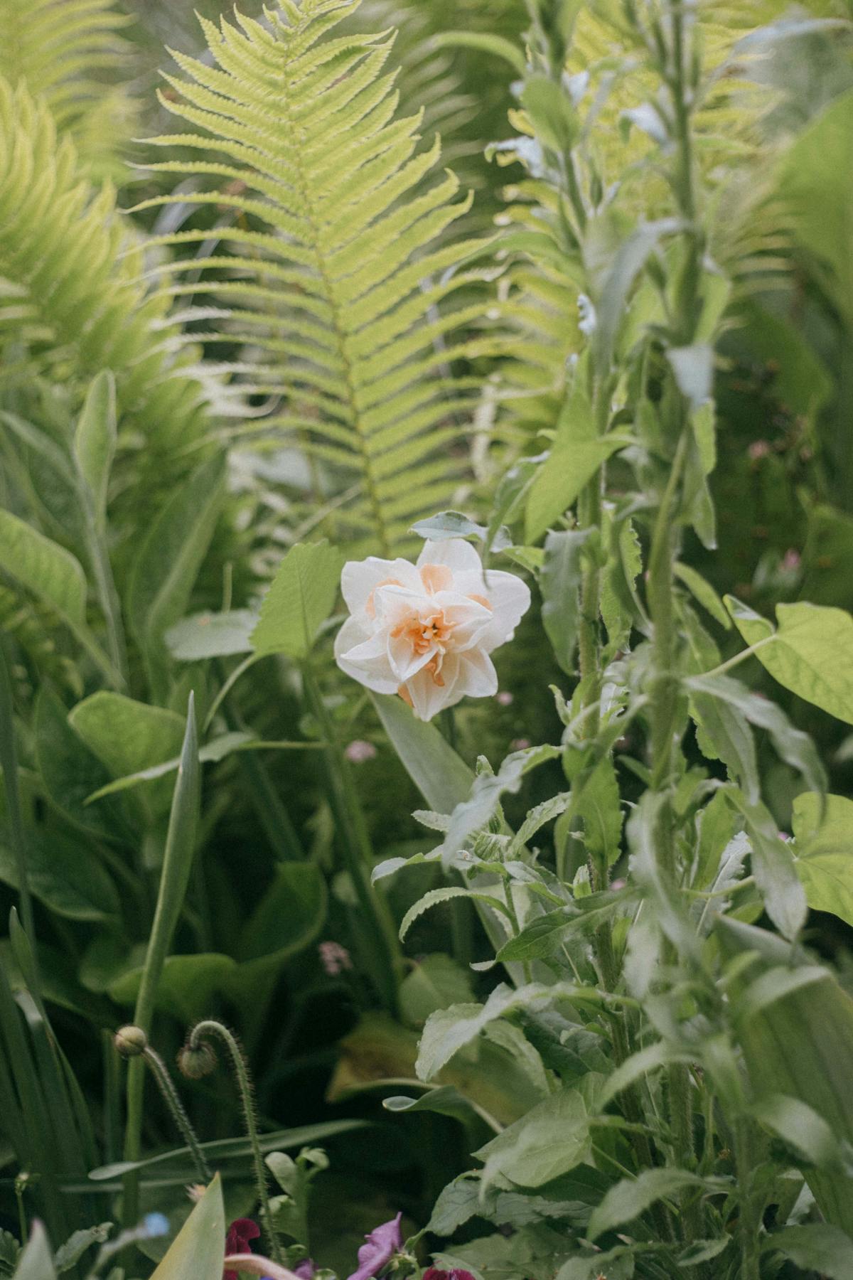 Lush garden path with white flowers at Giverny