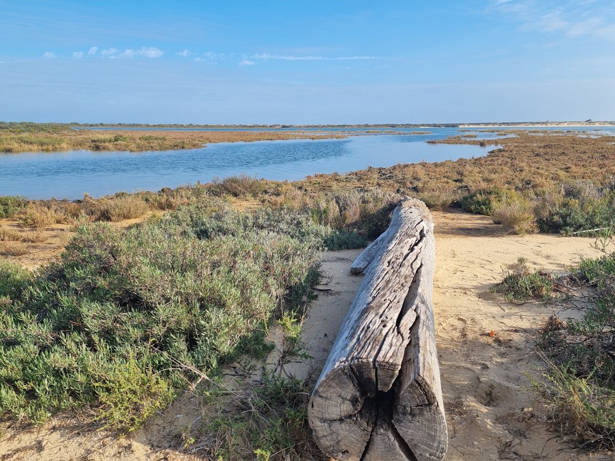 Weathered driftwood on the shore of Ria Formosa coastal wetlands with blue waters