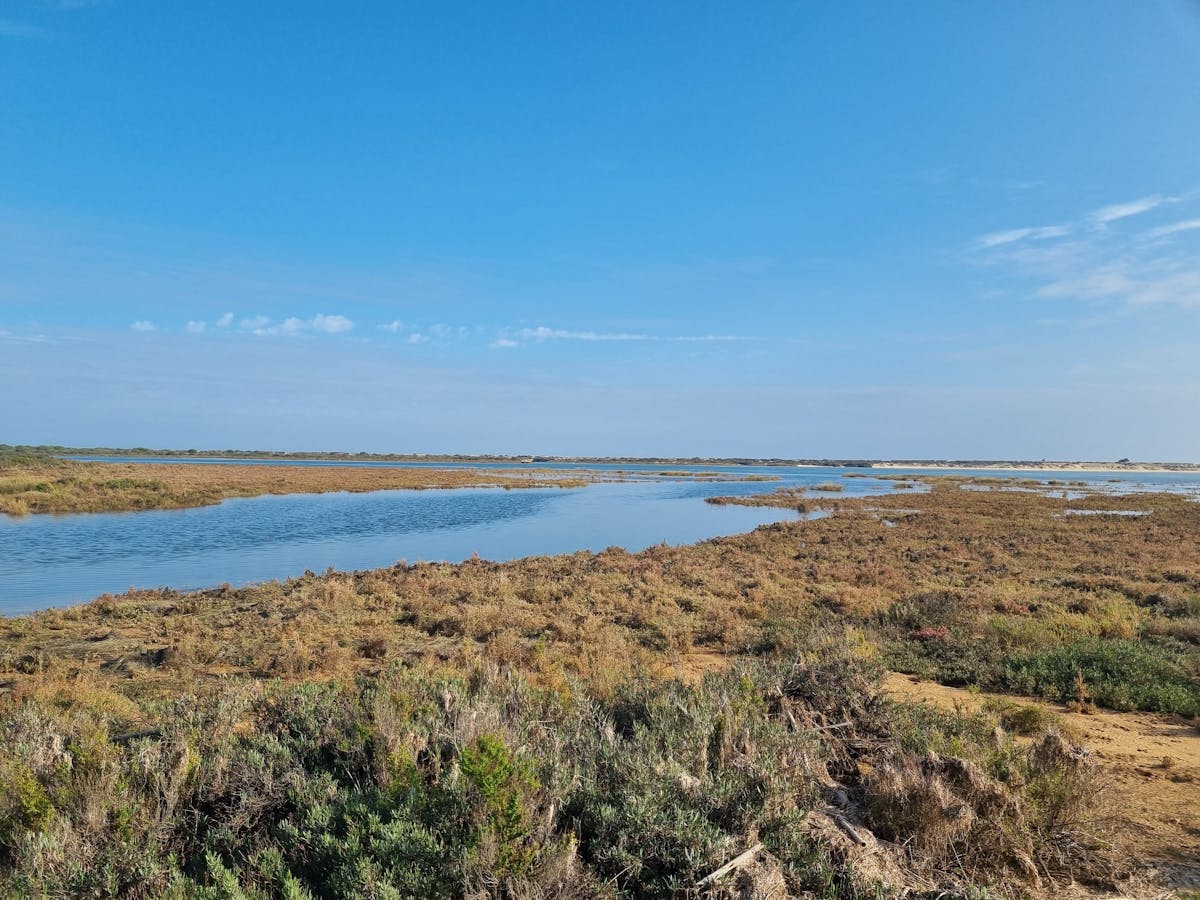 Peaceful coastal wetlands with clear skies reflecting in calm waters