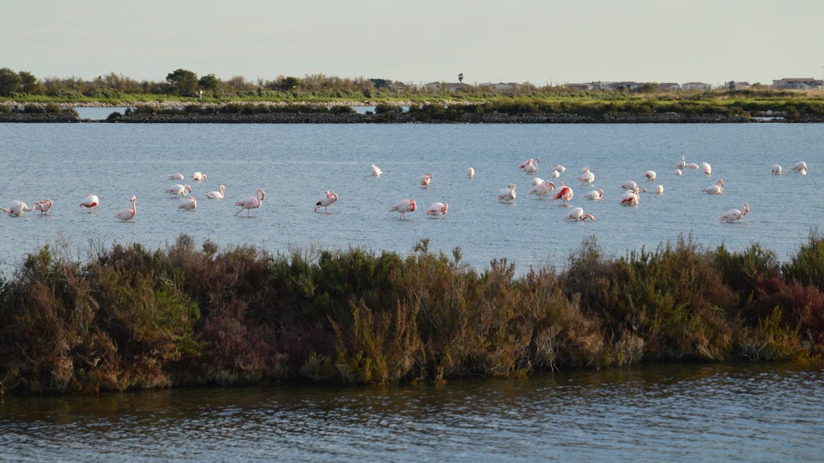 Flamingos wading in a natural coastal wetland
