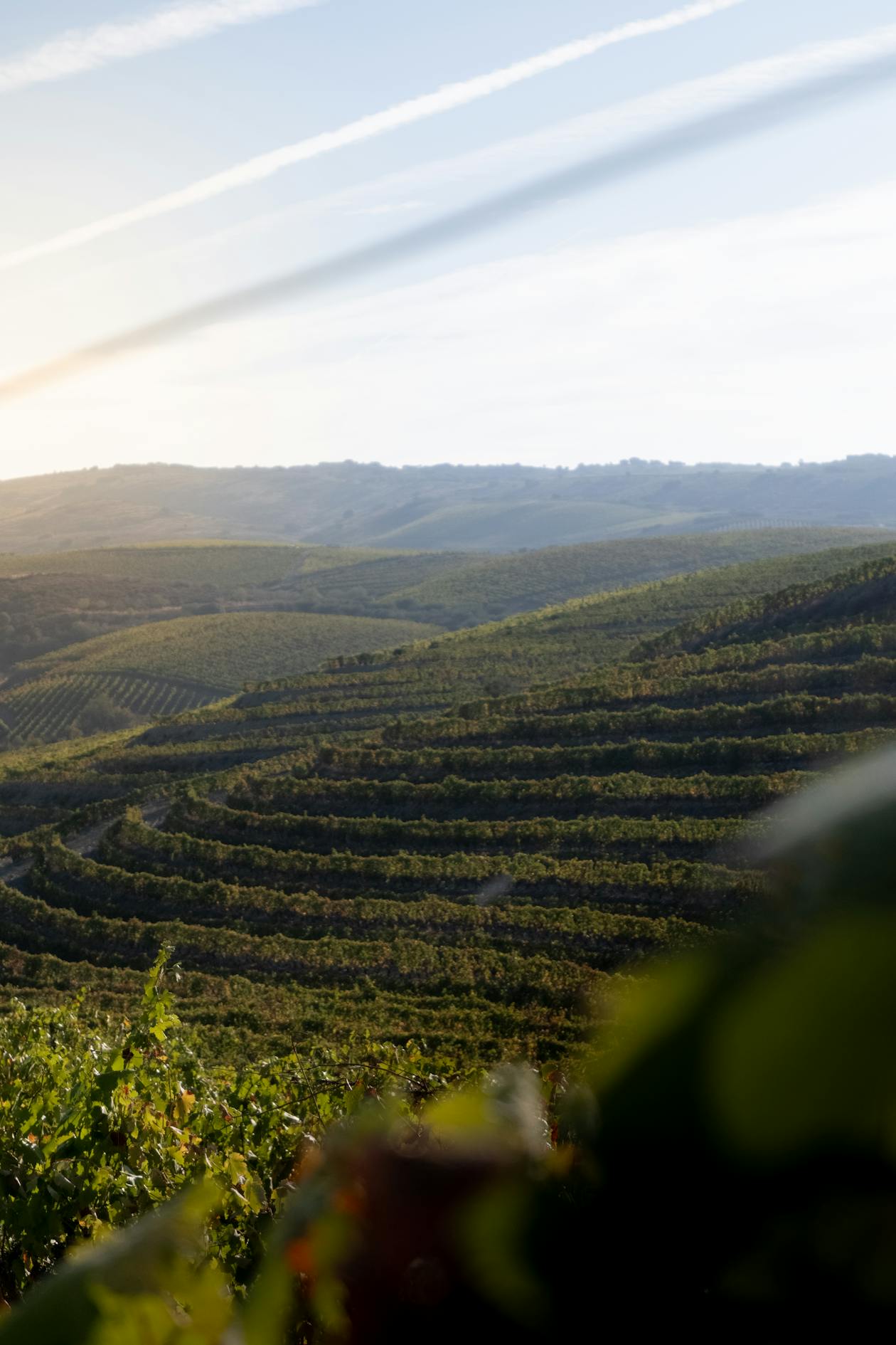 Douro Valley terraced vineyards glowing at sunrise with morning mist