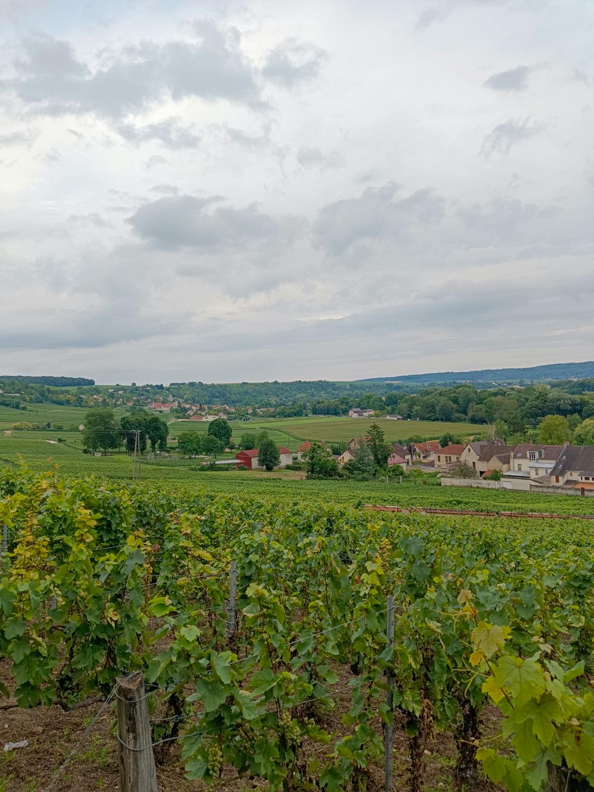 Lush green vineyards with charming stone houses in a Champagne region village