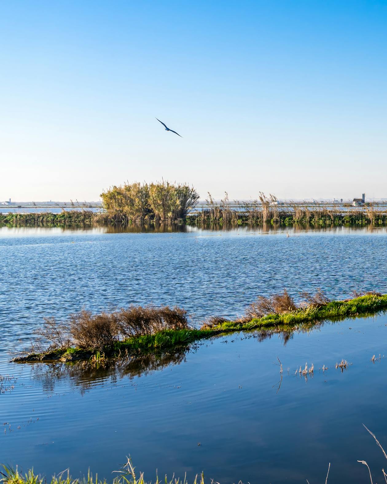 Albufera lagoon at dusk with wetlands reeds and a bird in flight