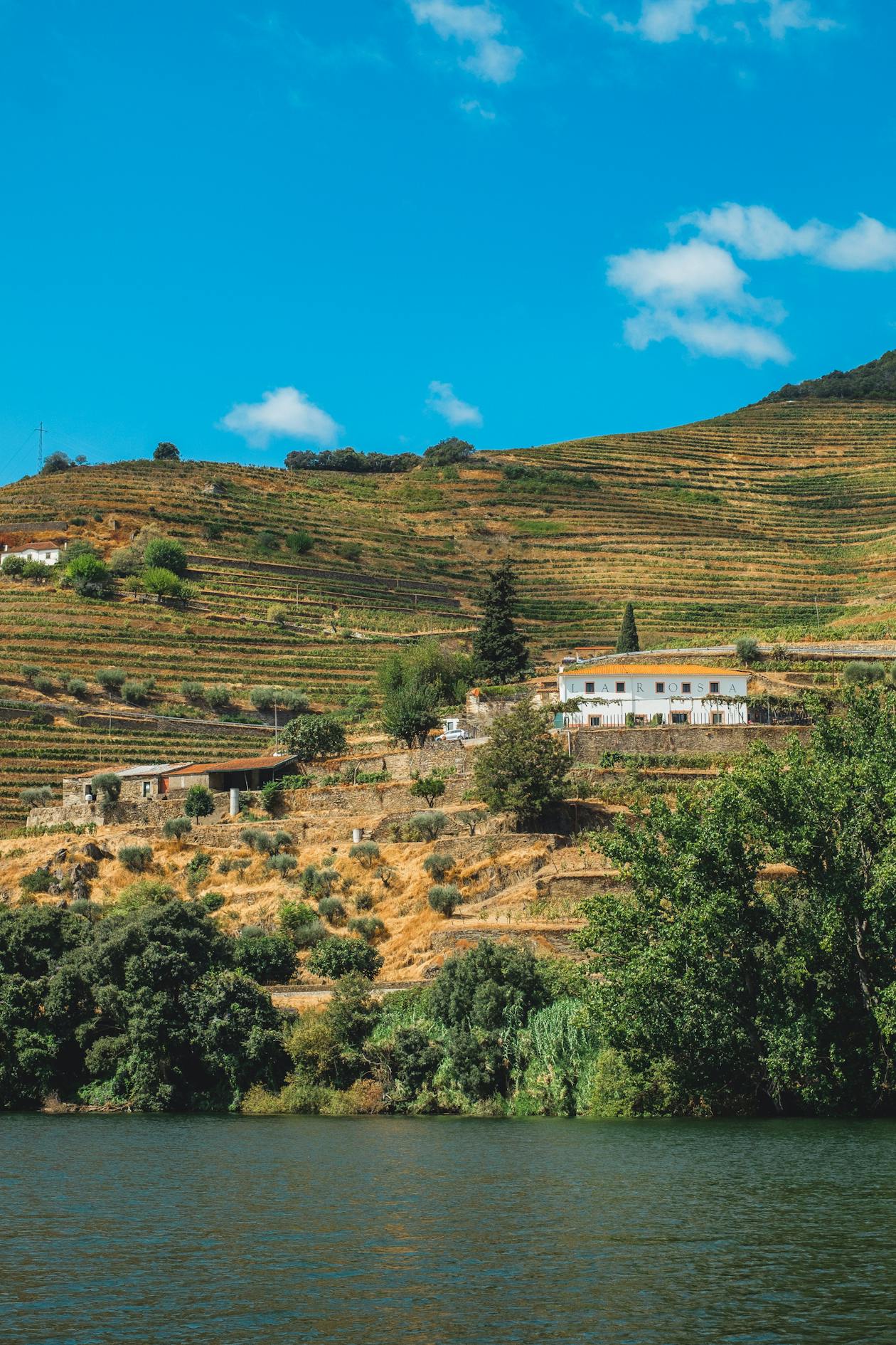 Green hillside vineyard terraces in northern Portugal's Douro region