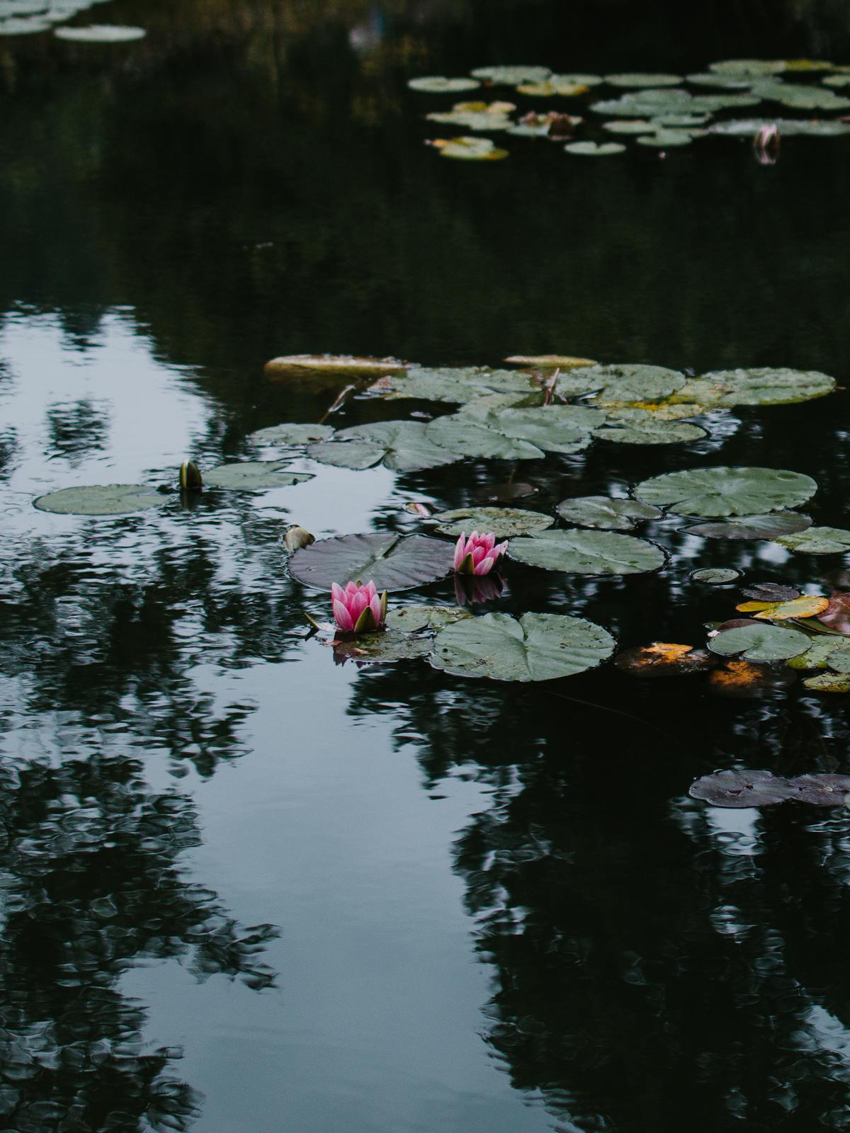 Water lilies floating on the pond at Giverny