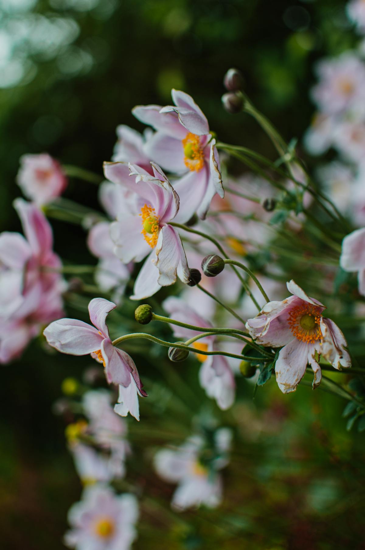 Pink anemones blooming in the gardens of Giverny