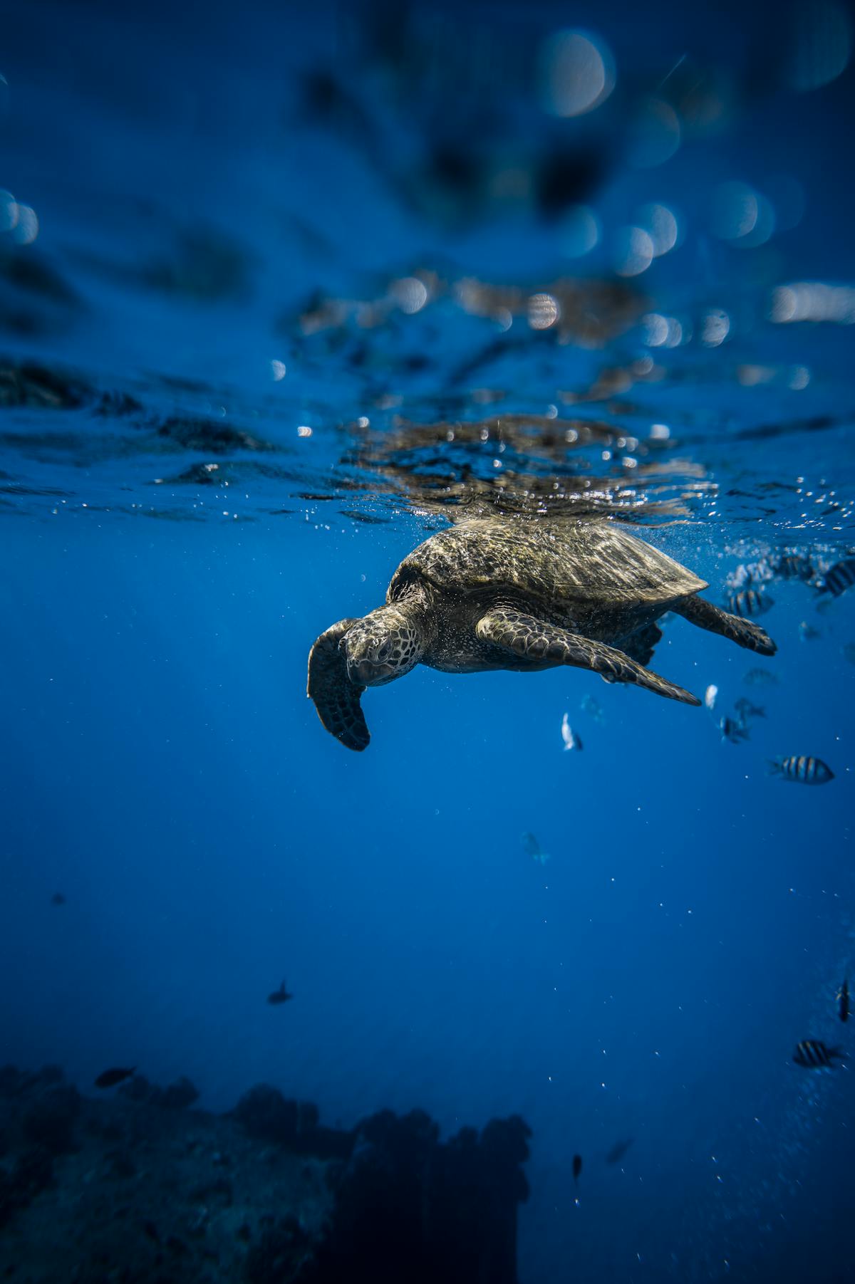 A sea turtle swimming gracefully through clear blue ocean water