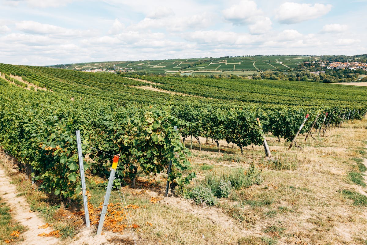 Neat rows of grapevines stretching across green rolling hills under a bright summer sky