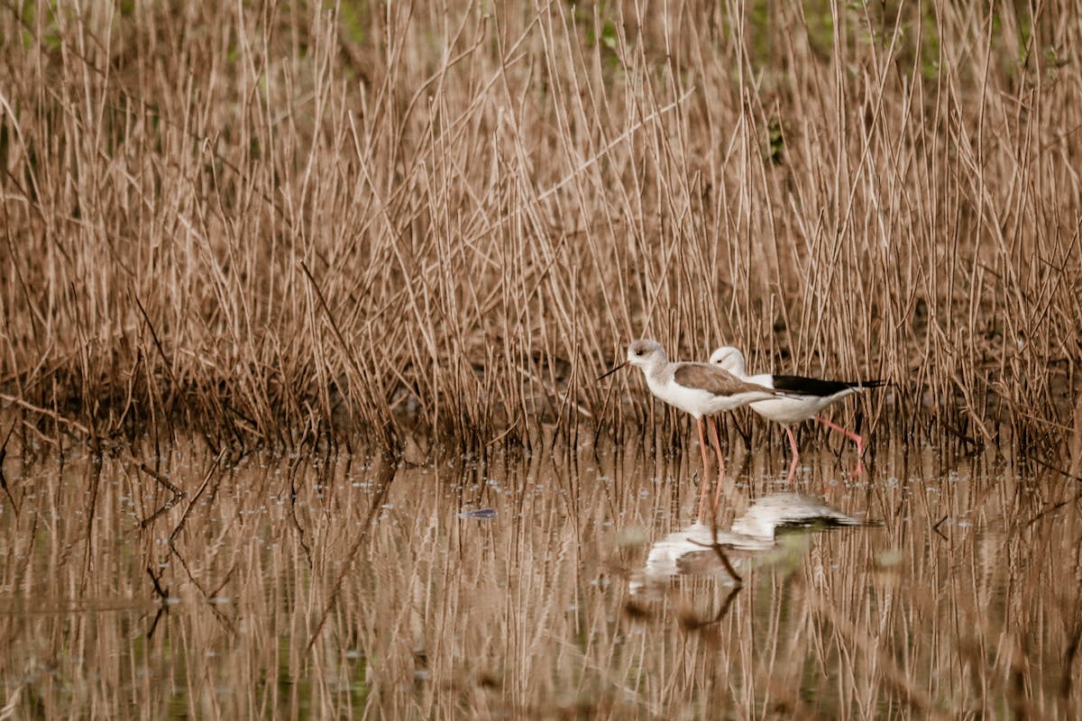 Two black-winged stilts wading in wetland waters surrounded by reeds