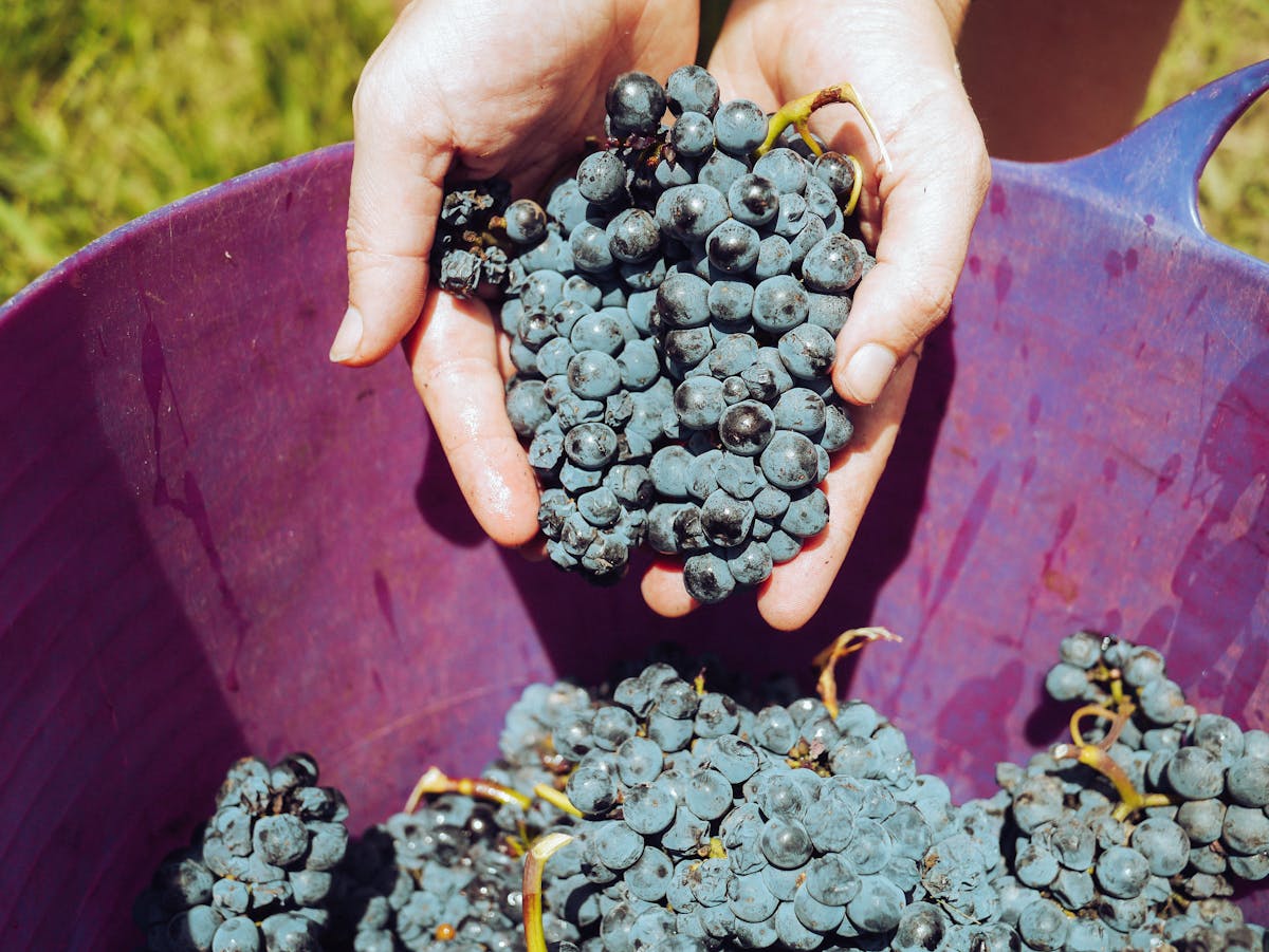 Close-up of hands carefully picking ripe grapes from the vine during harvest season