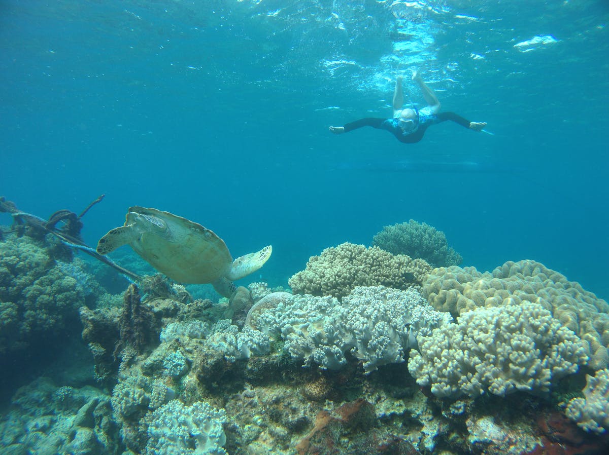 A snorkeler swimming near a sea turtle above vibrant coral reefs in clear water