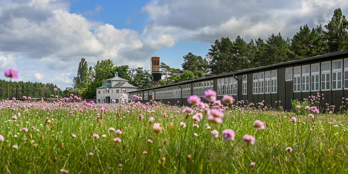 Wildflowers at Sachsenhausen Memorial