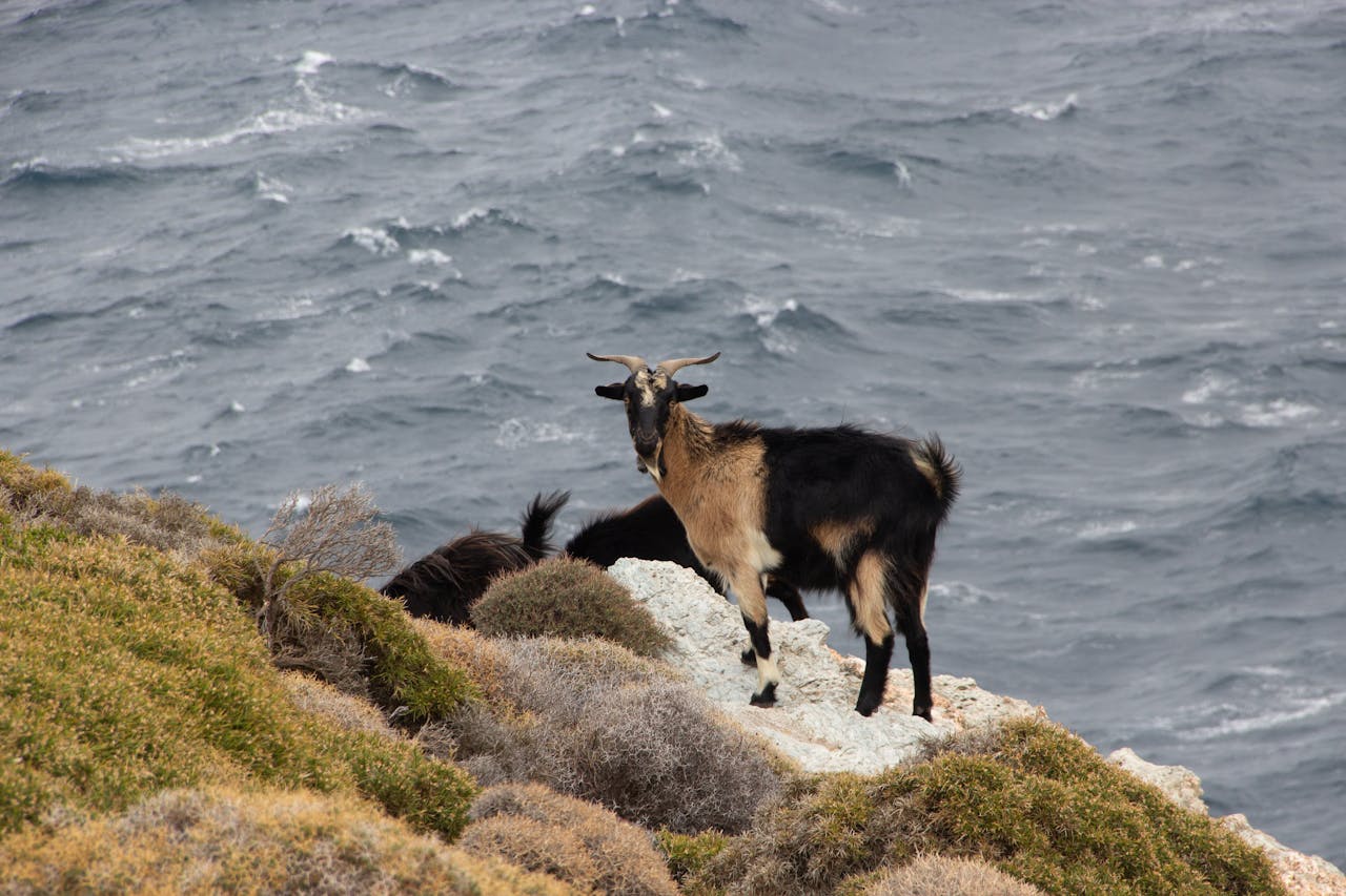 Wild goats standing on a rocky cliff overlooking the sea in Greece