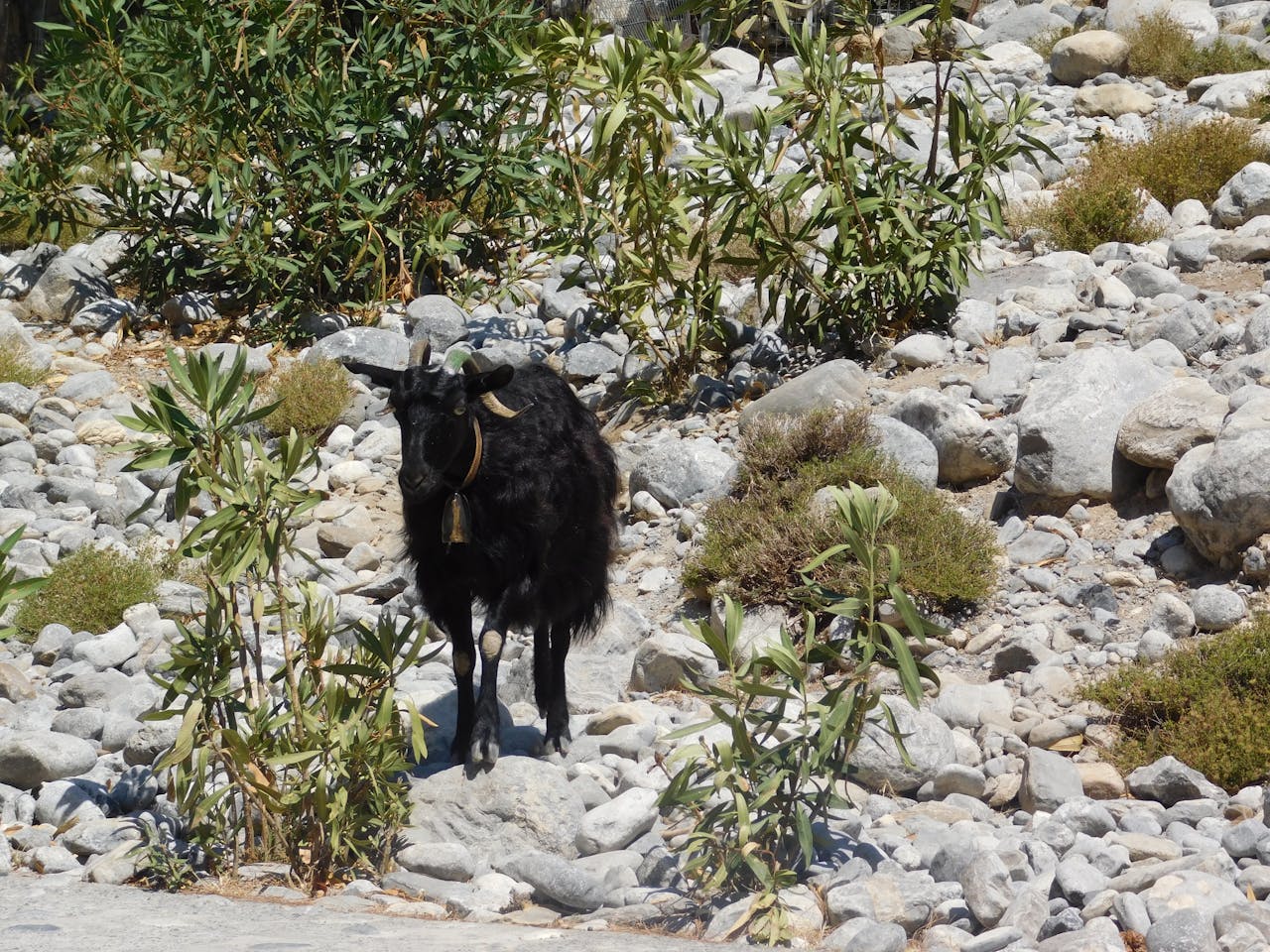 A mountain goat navigating rocky terrain inside Samaria Gorge in Greece
