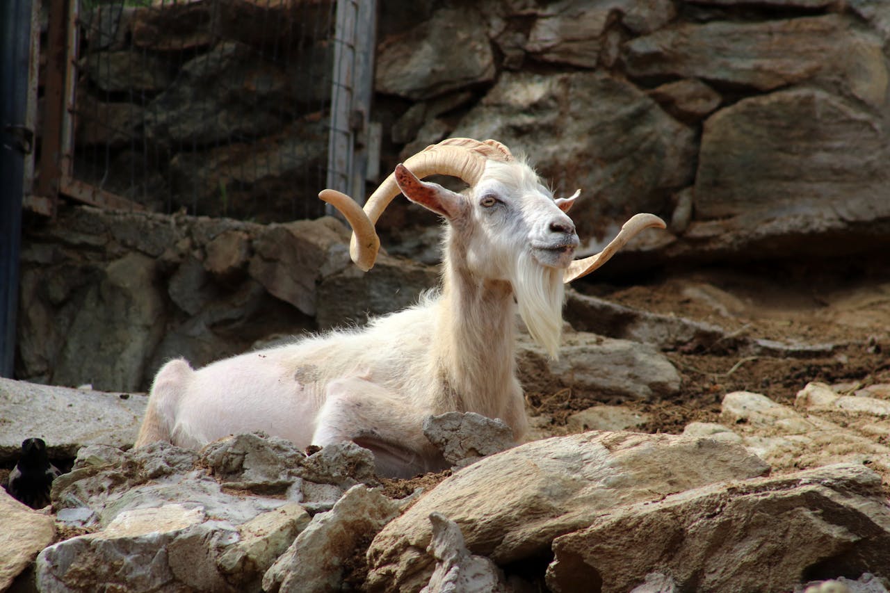 A mountain goat with large horns resting on rocky ground in Greece