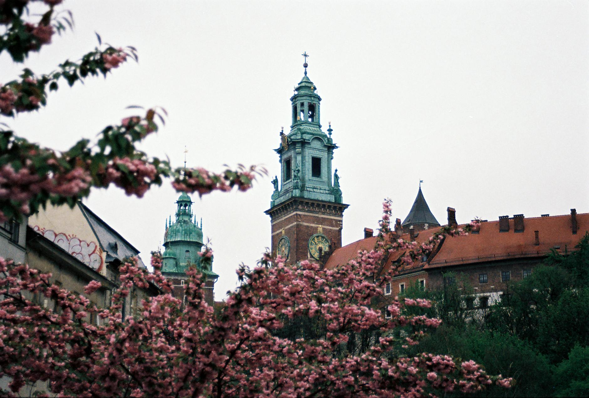 Wawel Castle in Krakow framed by cherry blossoms in spring