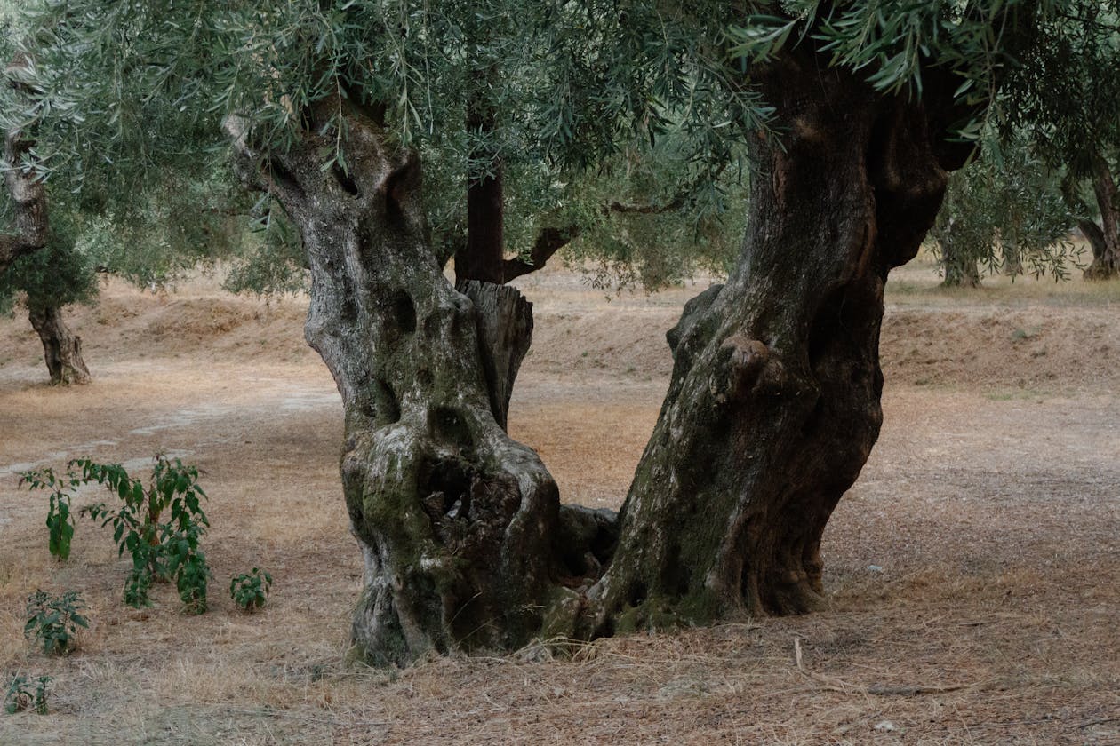 Rows of ancient olive trees in a Greek olive grove