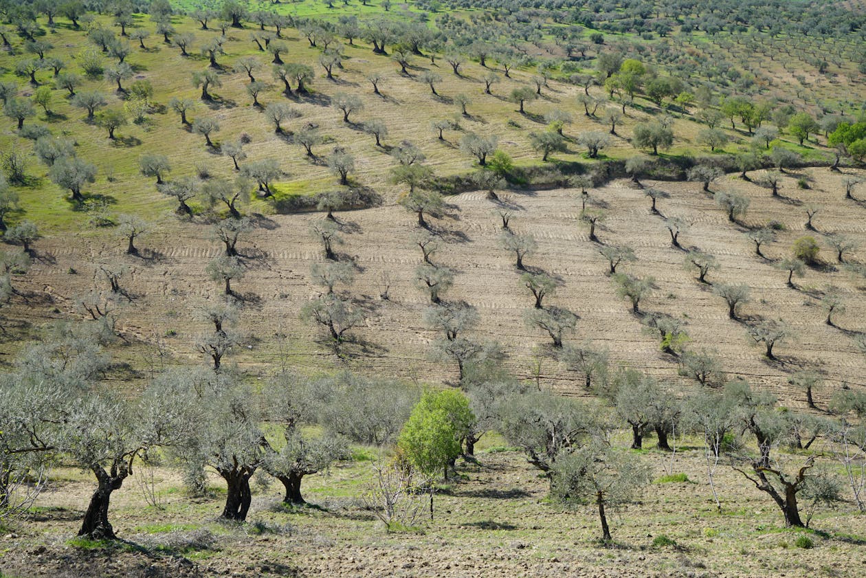Expansive olive grove panorama on rolling Greek hills
