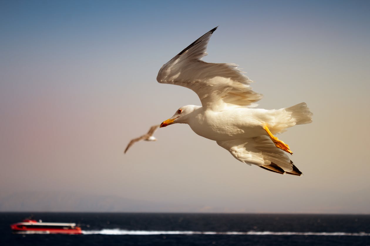 A seagull in flight over the blue Aegean Sea with a ferry visible in the distance