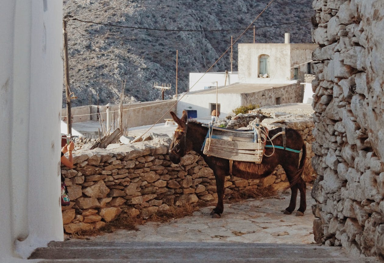 A donkey on a cobblestone street in a Greek village