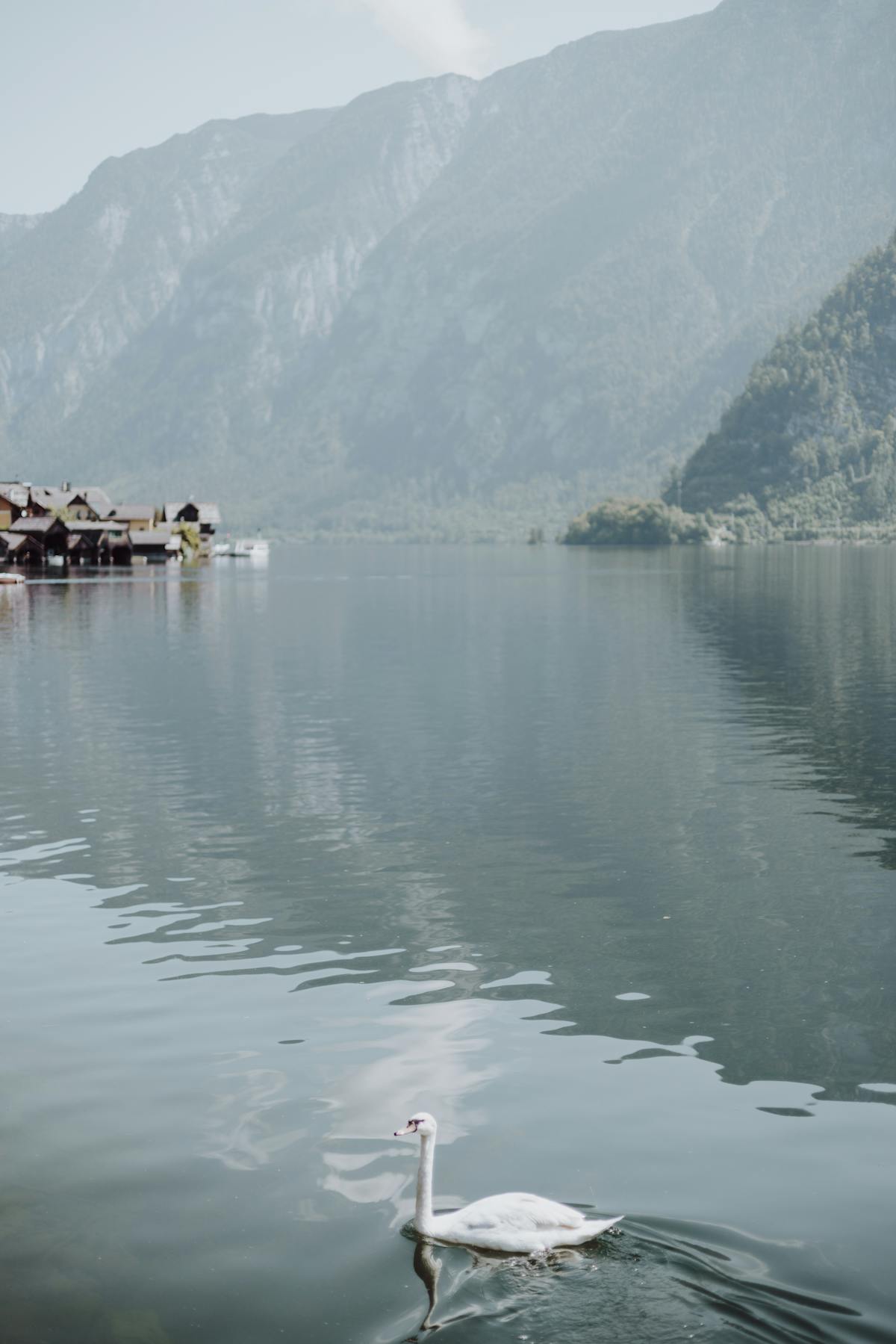 Swan gliding across Hallstatt lake with mountains in background